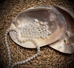 Mother Of Pearl 15-16 cm