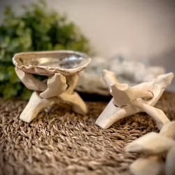 Ställ Cobra | Indien