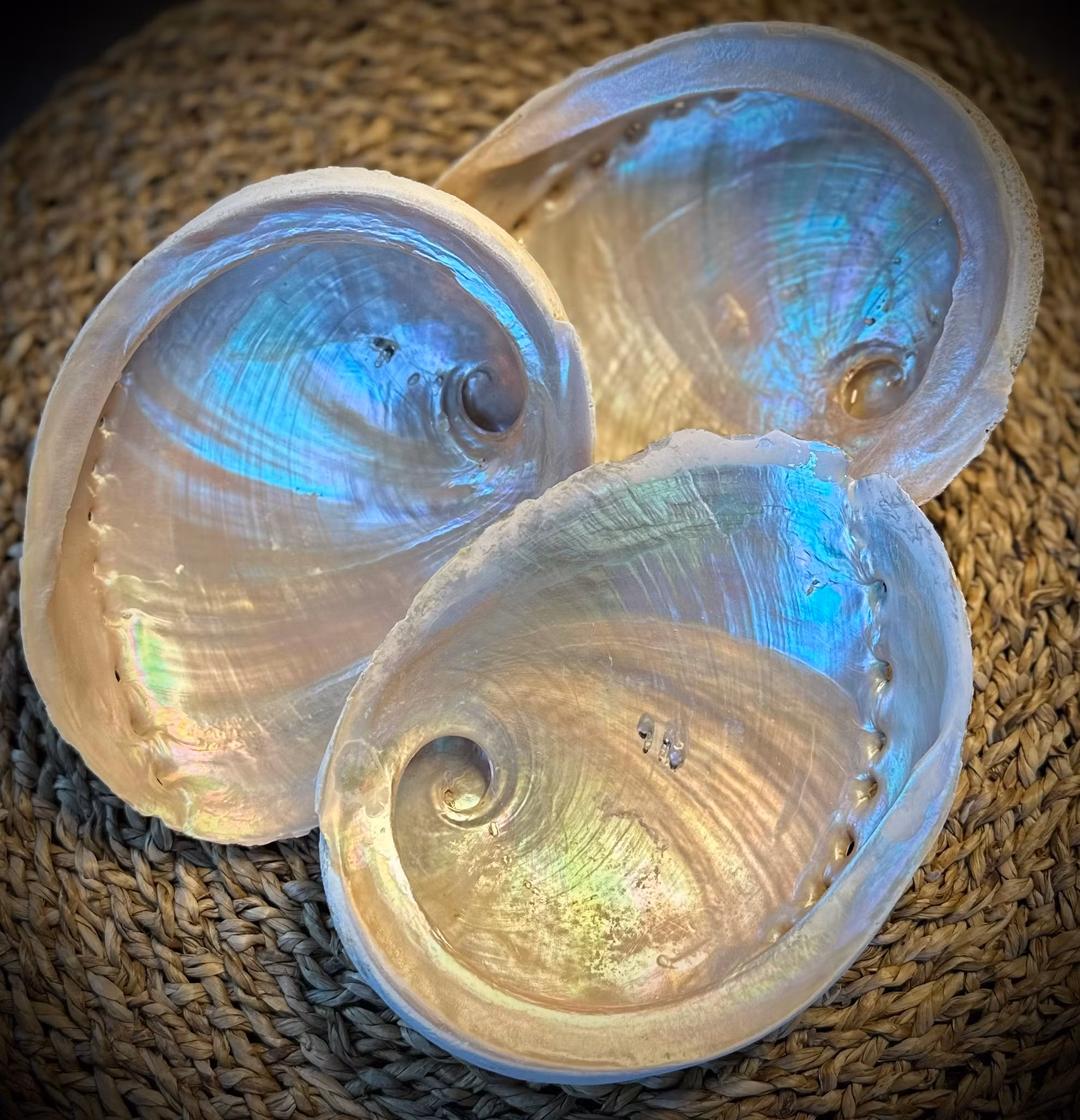 Abalone skal Haliotis 15 cm