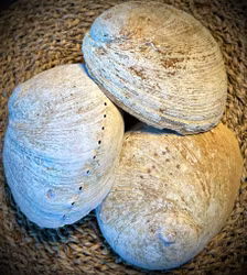 Abalone skal Haliotis 15 cm