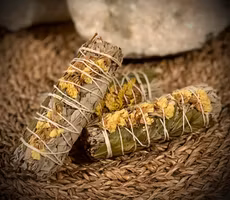 Sunflower Sage 10 cm