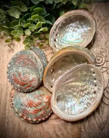 Abalone skal | Vietnam