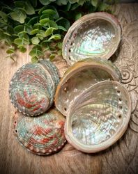 Abalone skal | Vietnam