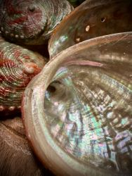 Abalone skal | Vietnam