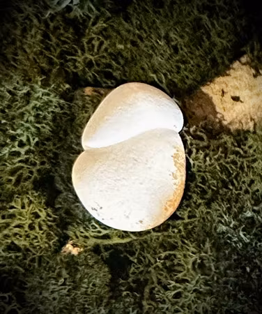 Fairy Stone | Älvsten