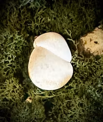 Fairy Stone | Älvsten