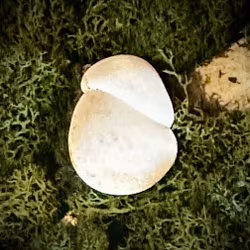 Fairy Stone | Älvsten