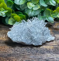 Krysantemum Kvarts
