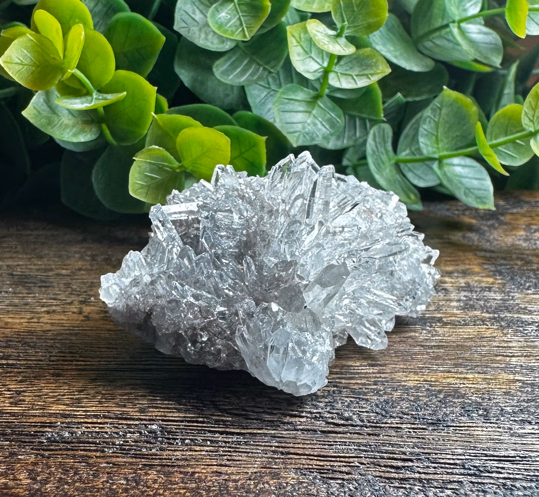 Krysantemum Kvarts