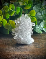 Krysantemum Kvarts