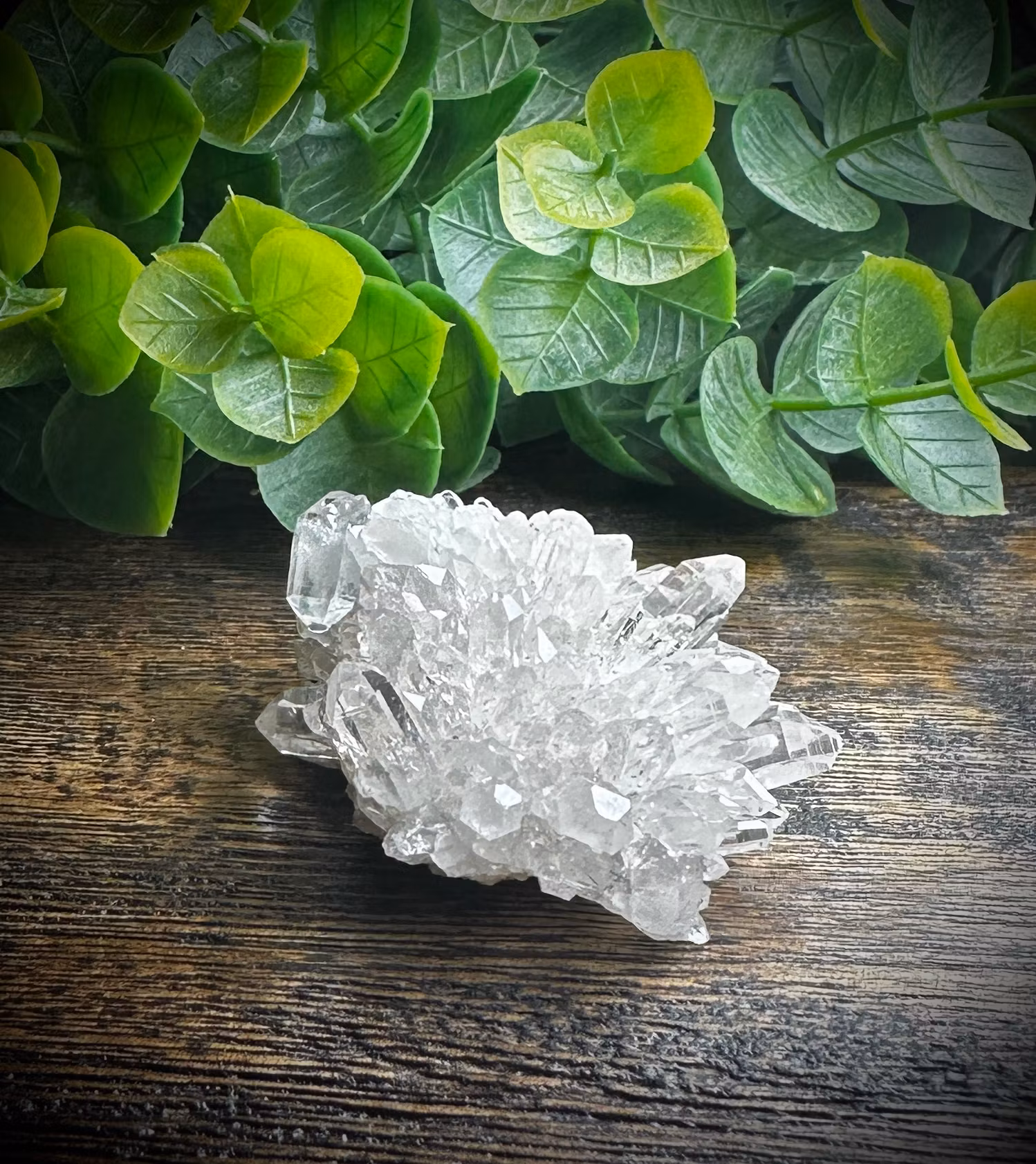 Krysantemum Kvarts