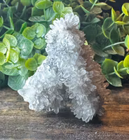 Krysantemum Kvarts