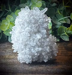 Krysantemum Kvarts