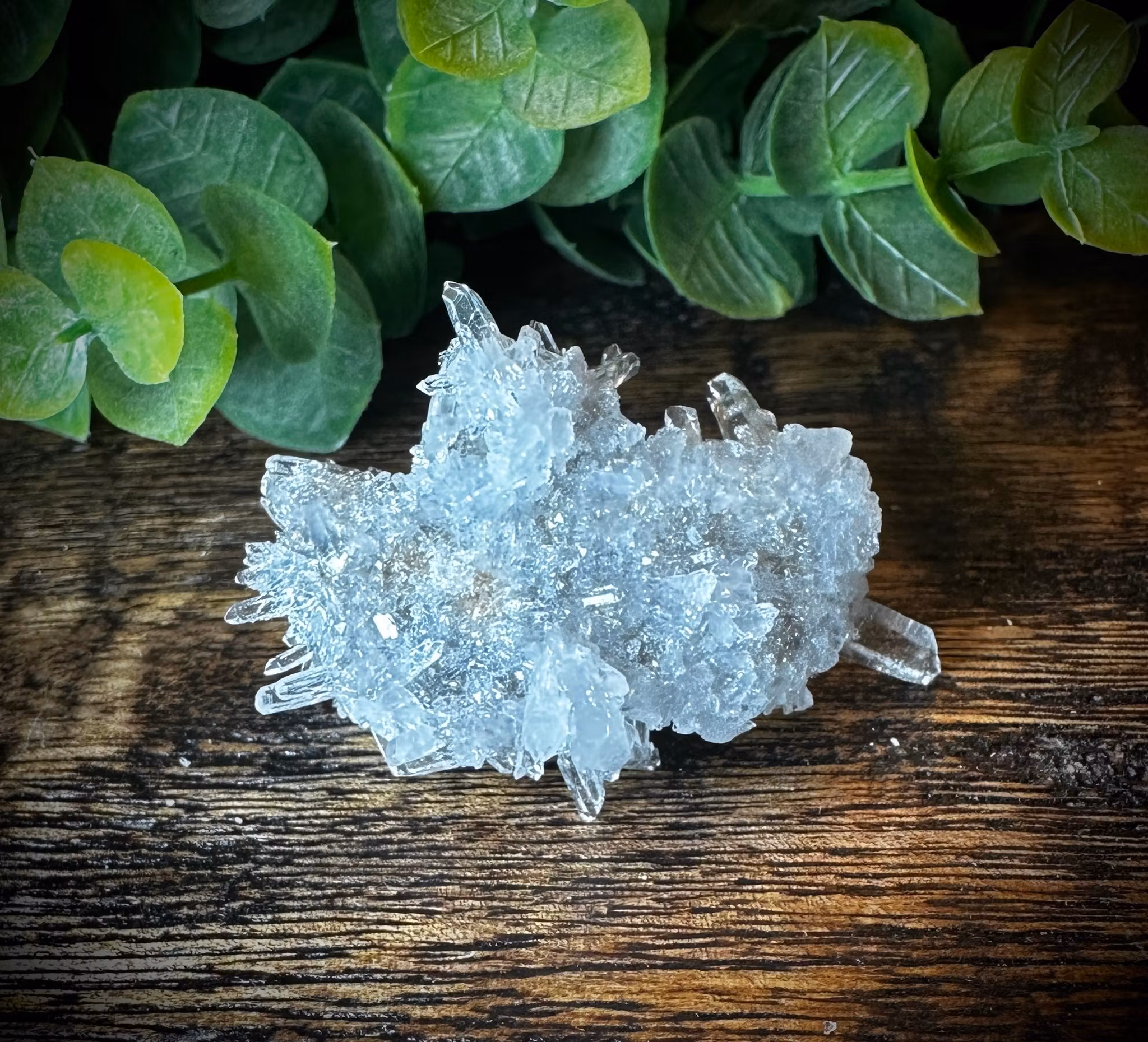 Krysantemum Kvarts