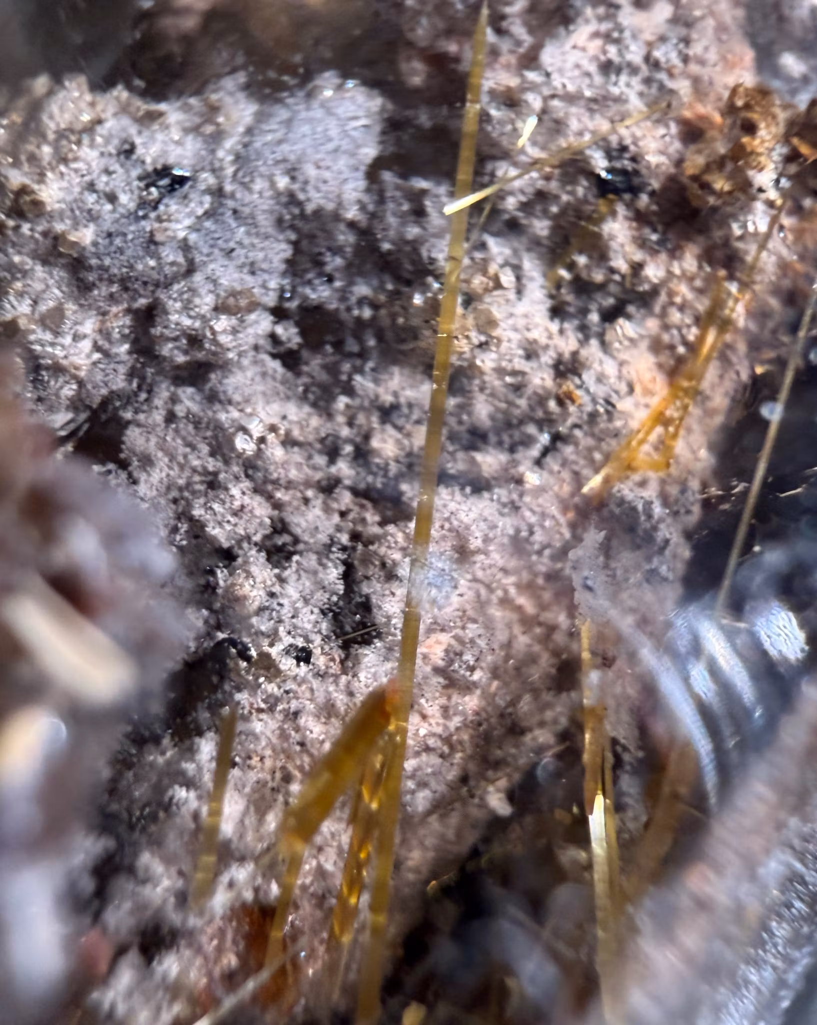 Lodolitkvarts med Guldrutiler