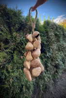 Hängande Vindspel / Shaker av Kenarifrö från Indonesien 38 cm