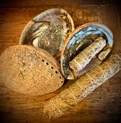 Grön Abalone skal | Haliotis Fulgens 15,5 cm