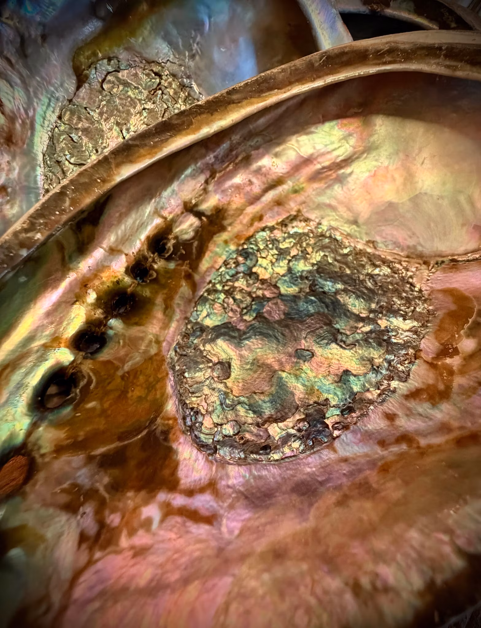 Grön Abalone skal | Haliotis Fulgens 15,5 cm