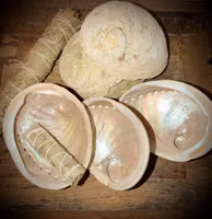 Abalone skal | Haliotis 15 cm