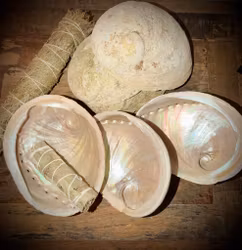 Abalone skal | Haliotis 15 cm