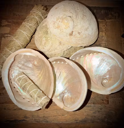 Abalone skal | Haliotis 15 cm