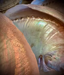 Abalone skal | Haliotis 15 cm