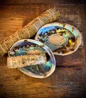 Rainbow Paua Abalone skal | Haliotis Iris 14 cm