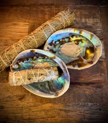 Rainbow Paua Abalone skal | Haliotis Iris 14 cm