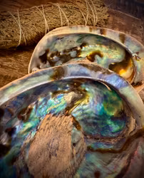Rainbow Paua Abalone skal | Haliotis Iris 14 cm