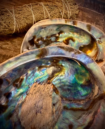 Rainbow Paua Abalone skal | Haliotis Iris 14 cm