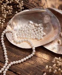 Mother Of Pearl 15-16 cm
