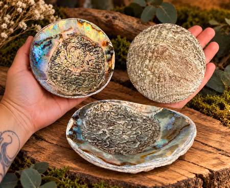 Handgjort fat av Abalonesnäcka ( Haliotis Fulgens )