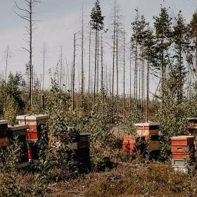 Munkens Hälsa Svensk Honung Propolis & Eukalyptus EKO 500g