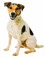 Väggdekoration Jack Russel