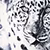 Regnoverall "Grey Tiger" Hane "For My Dogs"