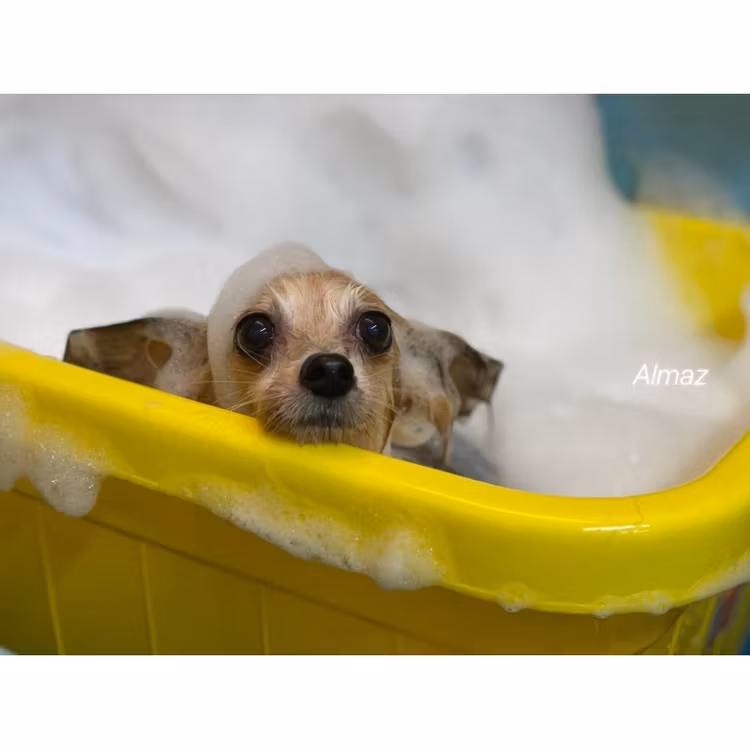 Alma Angel Ring PET Balsam