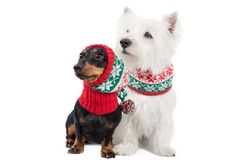 Mössa Christmas Snowflakes Red & Green Alpaca Dog Hat "Alqo Wasi Peruvian Dogwear"