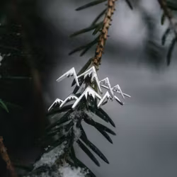 Fjäll öronklättrare