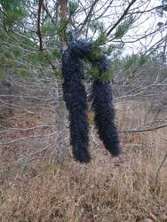 Natursvart fårskinnsboa av gotländskt lammskinn - långhårig