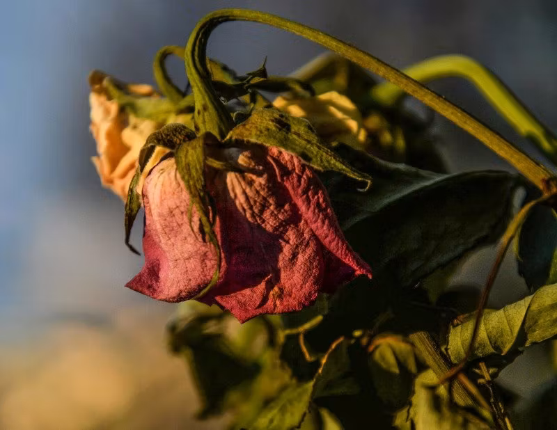 Blommor på alla hjärtans dag? -NEJ!!!