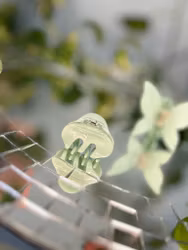 Stella Details Hårklämma Pistage