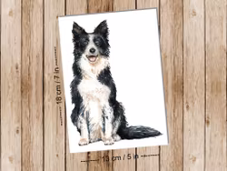 Dog Border Collie - Art print