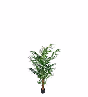Areca Palm 120 cm - Mr Plant