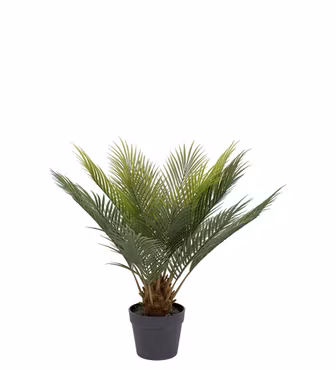 Cycas Palm 60 cm - Mr Plant