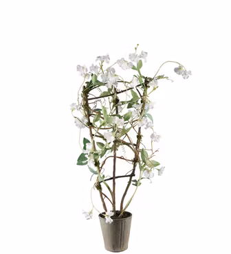 Luktärt Vit 90 cm - Mr Plant