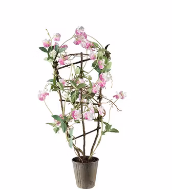 Luktärt Rosa 90 cm - Mr Plant