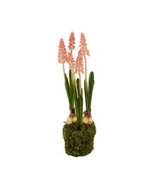 Pärlhyacint Rosa 25 cm - Mr Plant