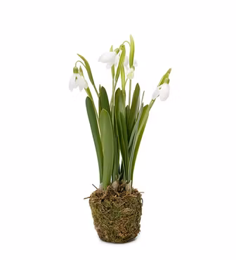 Snödroppe 25 cm (Konstväxt)