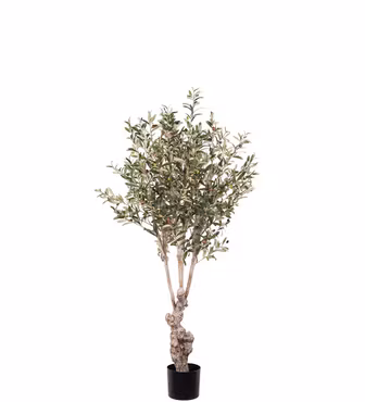 Olivträd 190 cm - Mr Plant