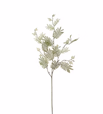 Mimosakvist Grön 110 cm (Konstväxt)